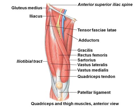 Image result for investing fascia of rectus femoris | Leg muscles diagram, Thigh muscles, Muscle ...