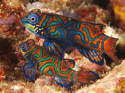 Mandarin Fish - MY PETS