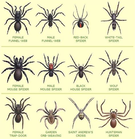 all form oz | Spider identification, Garden spider, Poisonous spiders