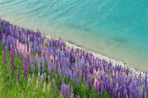 Flowering of Lupins in Lake Tekapo, New Zealand