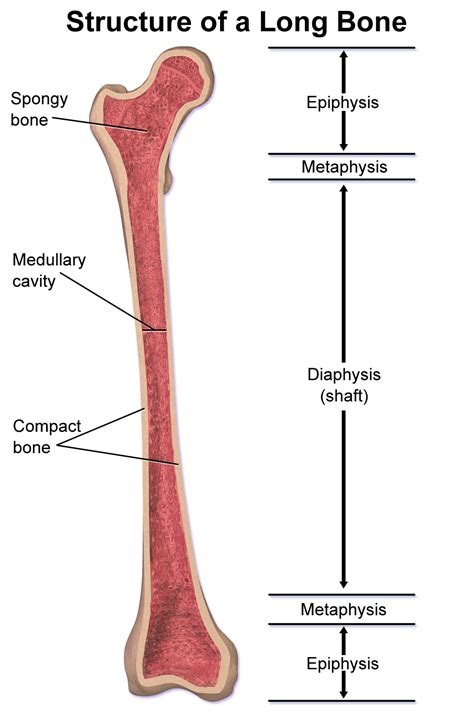 Diaphysis - Wikipedia