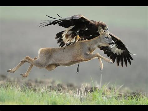 Eagle vs Deer real Fight To Death - Wild Animals Attack - YouTube