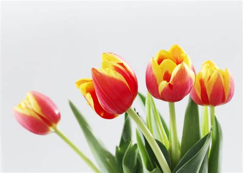 Tulip Mania - The Rich History of the Tulip - Article onThursd