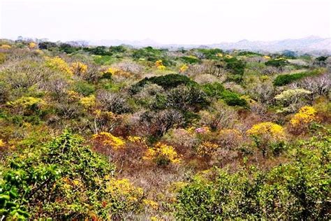 Costa Rica´s golden dry season is a perfect time to visit! | Enchanting Costa Rica