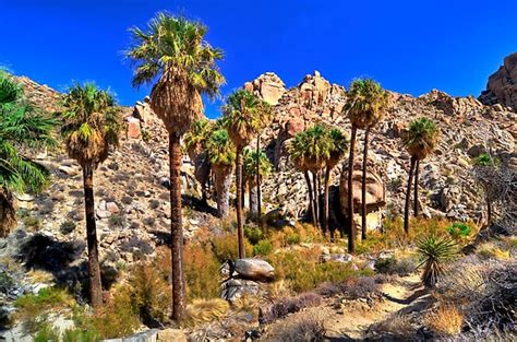 Lost Palms Oasis, Joshua Tree National Park, Twentynine Palms, California - it is an actual ...