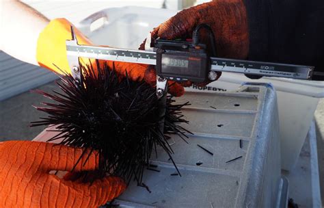 Study finds that harvesting is helping to reduce Tasmania's invasive ...