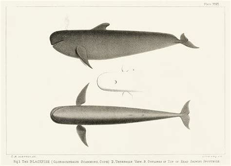 Sperm whale (Physeter macrocephalus) from Natural history of the cetaceans and other marine ...