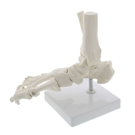 Buy MonMed Medical Models Life Size Foot and Ankle Model – Anatomical ...