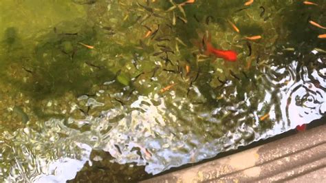 Fancy Goldfish pond Southern California - YouTube