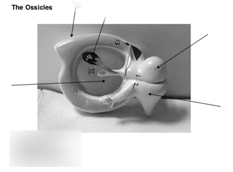 The Ossicles Diagram | Quizlet