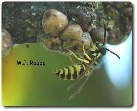 Feeling yellow - Yellow Jackets, Vespula maculifrons — Bug of the Week