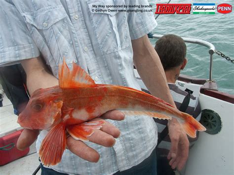 Gurnard Fishing – GO Angling