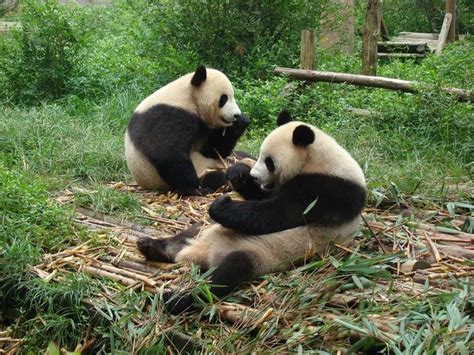 Pandas in China | Panda, Panda bear, Animals