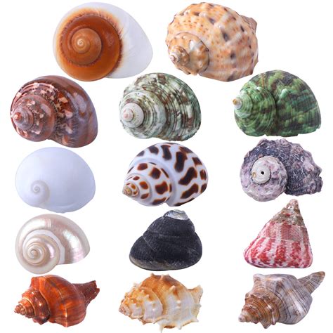 Cute Hermit Crab Shells