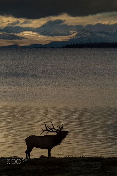 Bull elk bugling at sunset … | Bull elk, Elk bugle, Elk silhouette