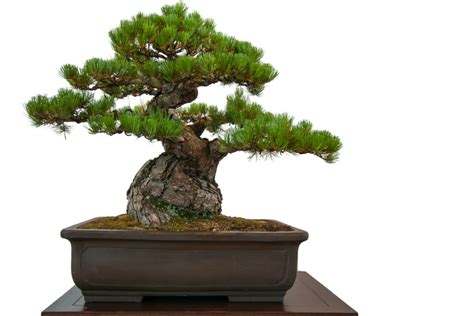 How to Grow a Japanese Black Pine Bonsai Tree | Grow A Bonsai Tree