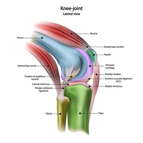 Knee Anatomy: Muscles, Ligaments, and Cartilage