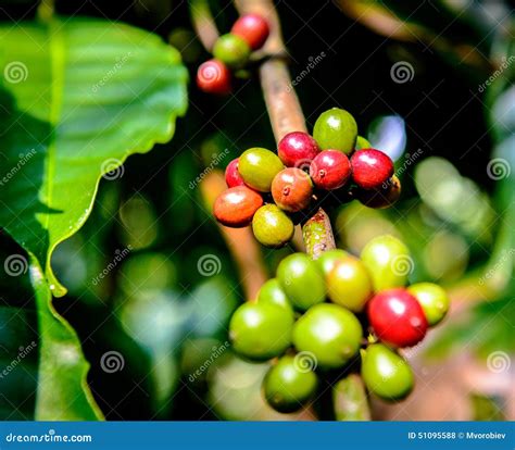 Coffee Plantation in South India Stock Photo - Image of tropical, plantation: 51095588