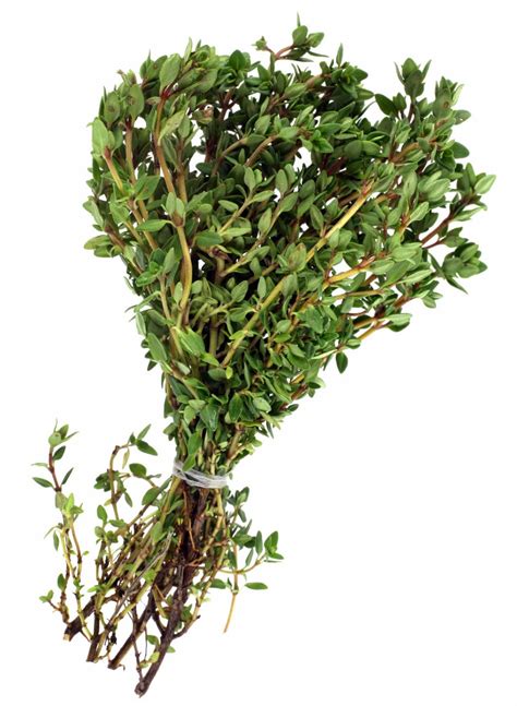 Harvesting Thyme And How To Dry Thyme | Gardening Know How