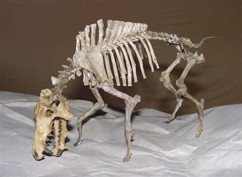 Entelodont - Members Gallery - The Fossil Forum