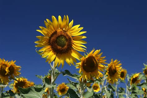 Sunflowers 6 Free Photo Download | FreeImages
