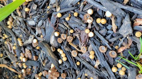 fungi identification - What are these fungal growths in my gardens ...