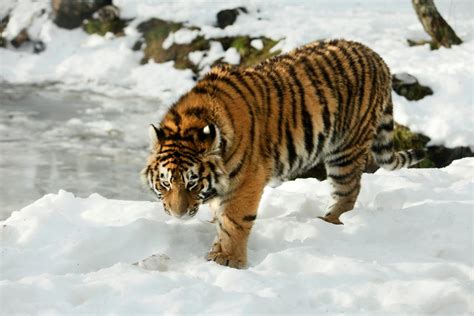 Scottish Wildlife - Animals, Attractions & Zoos | VisitScotland