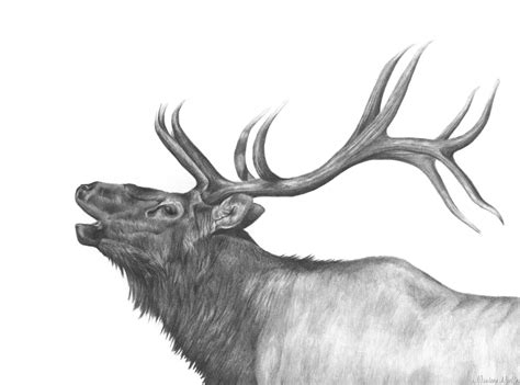 Elk done in graphite pencil by Marlene Mullet | Elk drawing, Elk tattoo, Animal drawings