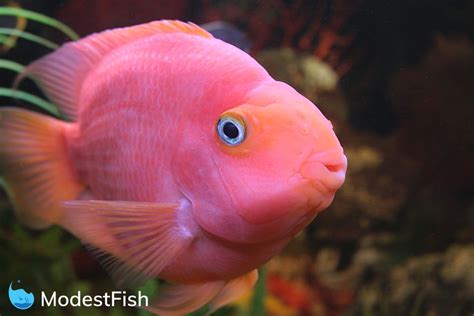 Blood Parrot Cichlid Care: Complete Guide For Aquarists