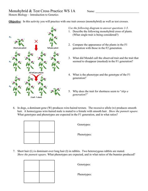 Monohybrid Cross Worksheet Answers – E Street Light