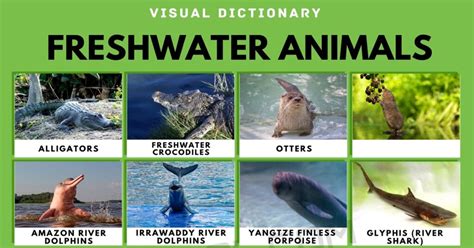 Freshwater Animals | List of Freshwater Animals with Interesting Facts • 7ESL