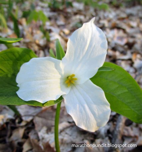 Wisconsin State Flower Trillium - Beautiful Insanity