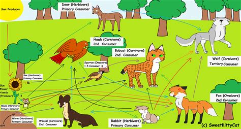 Food Web Biome (Temperate Forest) by SweetKittyCat on DeviantArt