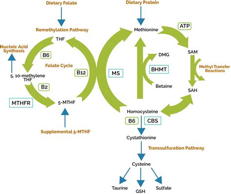 Methylation Cycle Diagram