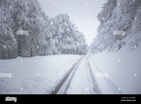 snowy road inside a forest Stock Photo - Alamy