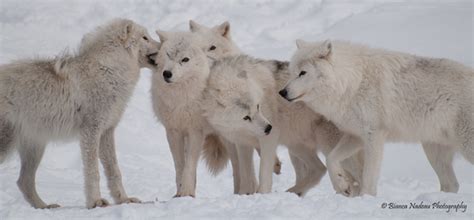 Canadian Geographic Photo Club - Arctic Wolf Pack