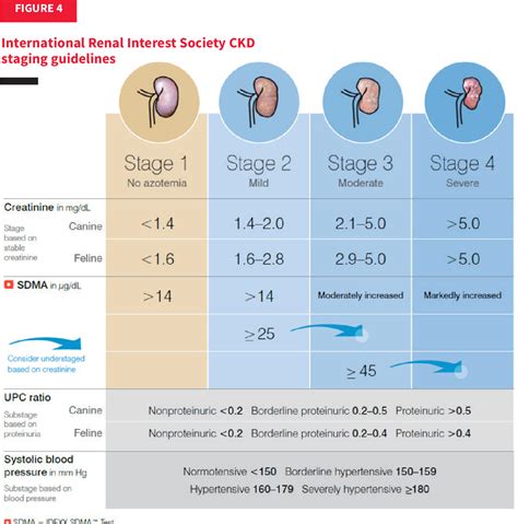 Figure 4 from A Practical Approach to Using the IRIS CKD Guidelines and the IDEXX SDMA ® Test in ...