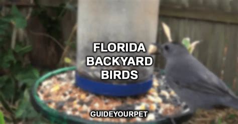 25+ Florida Backyard Birds (with Pictures & Info) (2023)