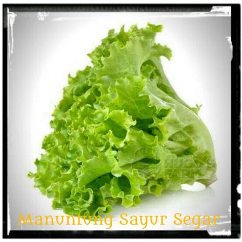 Jual Daun selada - Kecil - Kota Balikpapan - MANUNTUNG sayur segar BALIKPAPAN | Tokopedia