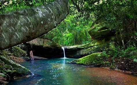 HD wallpaper: Rainforest River Turquoise Water Green Moss Rocks Tree ...