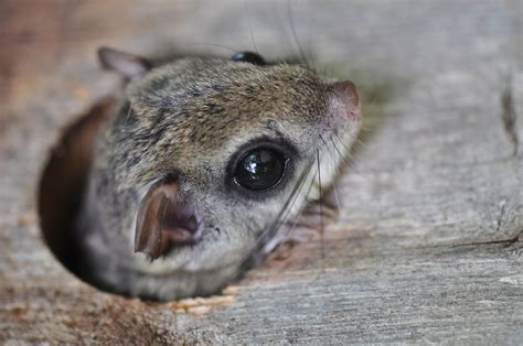 Maine Flying Squirrel Attic Invasion | Call Midcoast Wildlife Specialists Now