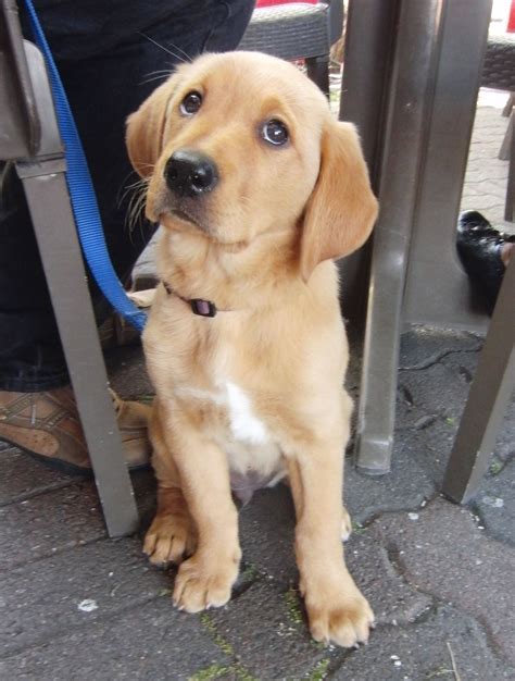 Oh, you want a look at me? JUST a look? Suuuuure you do. | Dogs golden retriever, Labrador ...