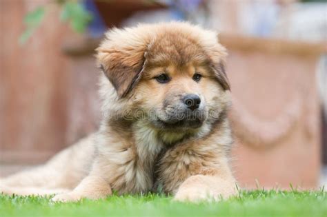 Elo Puppy Lies in the Garden Stock Image - Image of child, cuddly: 25360775