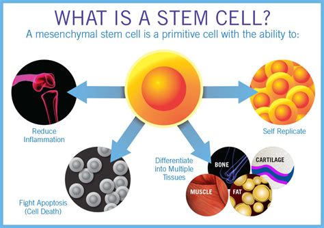 Stem Cell Therapy — Regenerative Medicine Specialists of NYC & NJ | Non-Surgical Pain Treatments