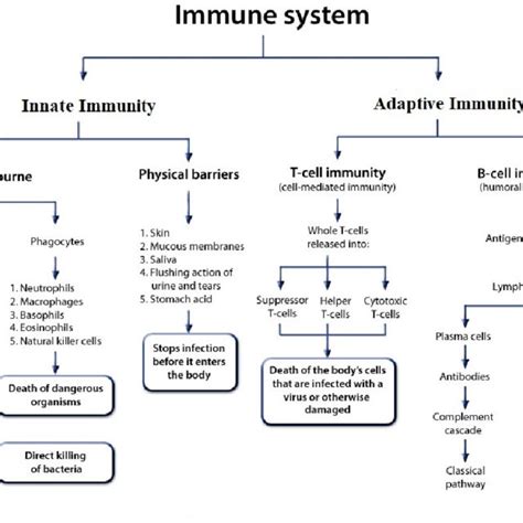 Differences between Innate and Adaptive Immunity | Download Scientific Diagram