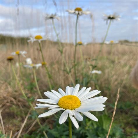 Ox-eye daisy (Leucanthemum vulgare) plants for meadow.