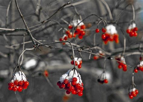 Snow Covered Winter Red Berries Photograph by LeeAnn McLaneGoetz McLaneGoetzStudioLLCcom