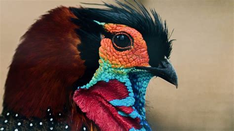 Western Tragopan: Facts, Diet, Habitat