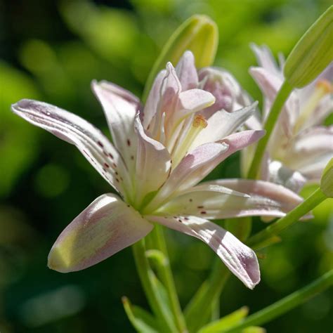 Hybrid lilies - RHS Lily Group