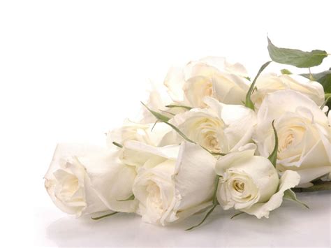 Pure White Rose Wallpaper - Colors Wallpaper (34512062) - Fanpop